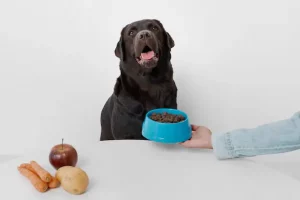 A Complete Guide to the Best Diet for Your Pet